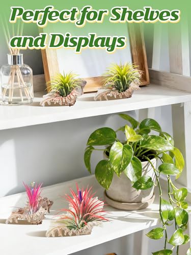 ANPHSIN 4 Pack Conch Sea Shell Air Plant Holders- 4-5 inches Natural Airplant Pot, Decorative Tillandsia Succulent Display Container for Gardening Housewarming Gifts Home Table Decors, No Plants - style: Conch Shell