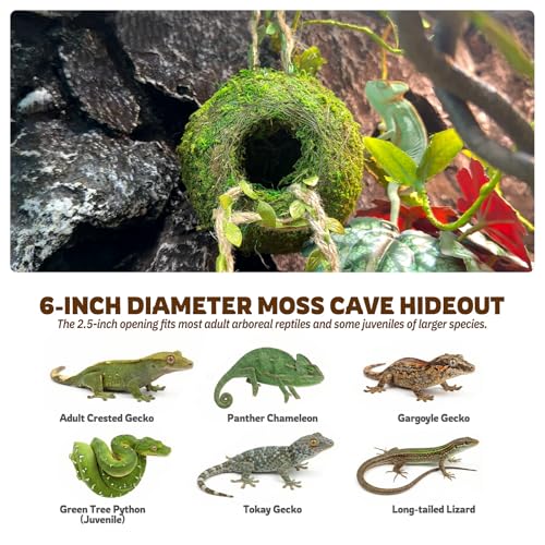 Moss Cave Hideout with Hanging Rope & Hemp Climbing Ladder – Natural Reptile Tank Decor Accessories for Crested Geckos, Chameleons, Tree Frogs, Leopard Geckos & Snakes. Terrarium & Vivarium Decor (6") - size: 6"