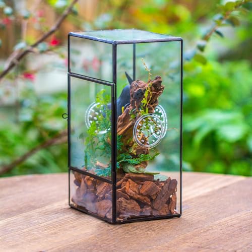 NCYP Glass Enclosure for Large Jumping Spider - 5.1" x 3.9" x 9" Front Opening Door Glass Terrarium with 3 Vent Holes, Small Snail, Insects Habitat, Black (Terrarium Only)