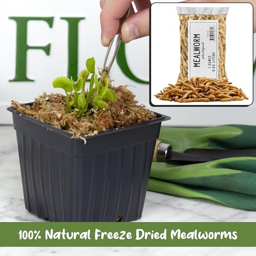Soil Sunrise Carnivorous Plant Food Dried Mealworms (1oz), for Feeding Carnivorous Plants (Venus Fly Trap, Pitcher Plant, Sundews, Etc.)