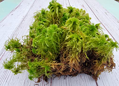 Super Sphagnum Moss 6"x9" Bag for Terrariums Orchids Reptiles Carnivorous Plants