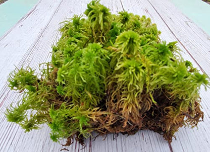Super Sphagnum Moss 6"x9" Bag for Terrariums Orchids Reptiles Carnivorous Plants