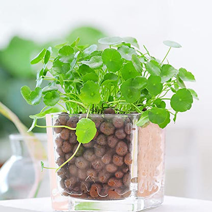 Expanded Clay Pebbles 1 qt, 8mm-14mm Clay Balls for Plants, Organic Plant Grow Media, Porous Stones for Hydroponics, Drainage, Decoration, Aquaponics, and Other Gardening Essentials