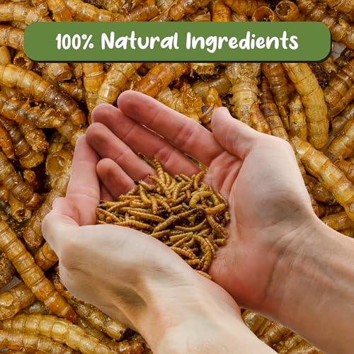 Soil Sunrise Carnivorous Plant Food Dried Mealworms (1oz), for Feeding Carnivorous Plants (Venus Fly Trap, Pitcher Plant, Sundews, Etc.)