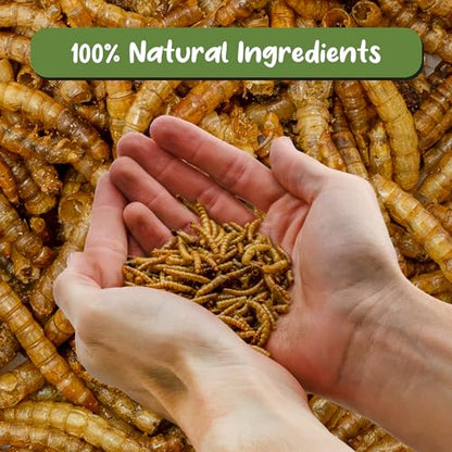Soil Sunrise Carnivorous Plant Food Dried Mealworms (1oz), for Feeding Carnivorous Plants (Venus Fly Trap, Pitcher Plant, Sundews, Etc.)