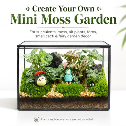 Small Glass Terrarium with Lid, Rectangle Geometric Planter Box, Clear Glass Container for Succulents, Moss, Air Plants, Ferns, Cactus, Tabletop Plant Display Decor, 6.7 x 3.9 x 4.7 in - size: Small Rectangle