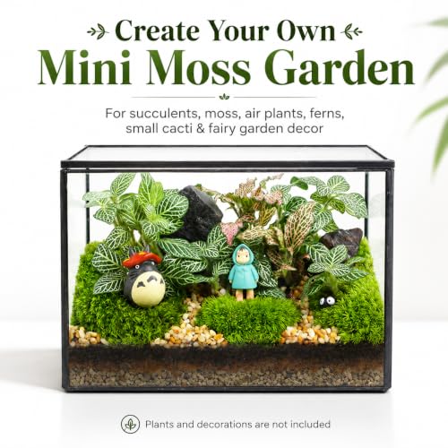 Small Glass Terrarium with Lid, Rectangle Geometric Planter Box, Clear Glass Container for Succulents, Moss, Air Plants, Ferns, Cactus, Tabletop Plant Display Decor, 6.7 x 3.9 x 4.7 in - size: Small Rectangle