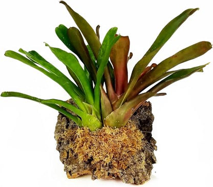 Premium New Zealand Sphagnum Moss, 100g (8L When Hydrated) - Harvested Sustainably from The Pristine West Coast of New Zealand's South Island