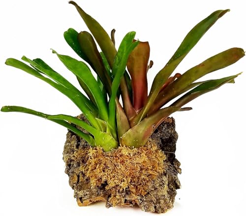 Premium New Zealand Sphagnum Moss, 100g (8L When Hydrated) - Harvested Sustainably from The Pristine West Coast of New Zealand's South Island - size: 100 Gram