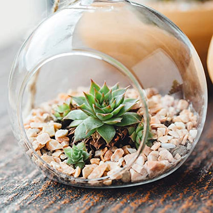 PATIKIL Round Globe Terrarium Air Plant Planter, 3.2 Inch High Borosilicate Glass Table Decorations for Succulent, Tillandsia, Clear - size: 3.2 Inch