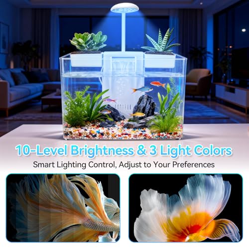 Small Turtle Tank Kit, Acrylic Turtle Starter Kit with Adjustable Lamp & Filter, Plastic Aquarium, for Turtles Crabs Crayfish Small Reptiles (with Light)