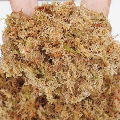 5oz Sphagnum Moss for Plant Propagation, Great Orchid Potting Mix, Help with Maintain Humidity - size: 5oz