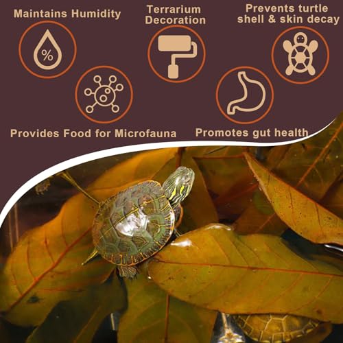 120PCS Dry Longan Leaf Litter for Reptile,Natural Turtle Longan Leaf Litter,Isopod Live Leave Terrarium Substrate Bedding,Tortoise Tank Leaves Decor for Snake,Gecko,Spider,Betta Fish (120PCS)
