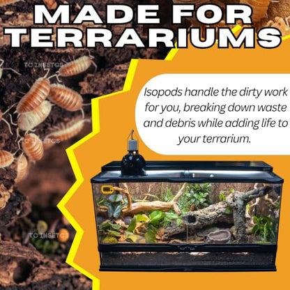 30 Powder Orange Cream Isopods | Live Cleanup Crew for Bioactive Reptile and Amphibian Habitats | Live Arrival Nationwide!
