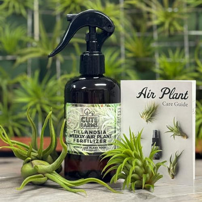 Cute Farms Tillandsia Air Plant Fertilizer | Gentle Weekly Use Formula Plant Food | Formulated Nutrients for Air Plants (8 oz Spray Bottle, 3 Pack) - size: 8 oz (3 Pack)