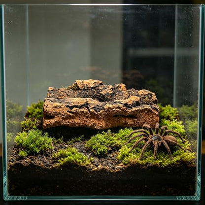 NUOBESTY 8 Pack Cork Bark for Reptile Hides and Terrarium Decor | Natural 2 X 3.9 in Reptile Tree Bark Panels for Gecko Climbing, Custom Shelters, Plant Mounting and Bioactive Layouts