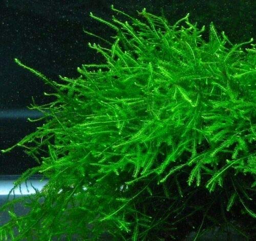 Java Moss Live Aquarium Beginner Plant Tank Planted Golf Ball Size Portion