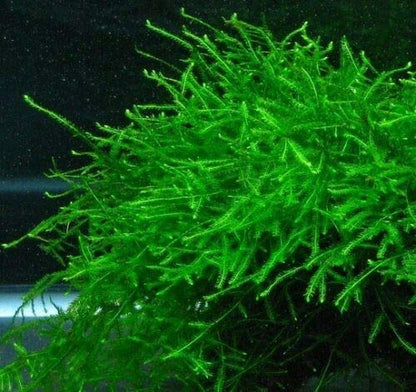 Java Moss Live Aquarium Beginner Plant Tank Planted Golf Ball Size Portion