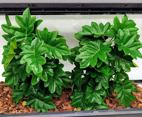 Reptile Plants for Terrarium,Tank Decor,Hanging with Suction Cup | Fake Plants for Gecko Tortoise Snake Enclosure,Amphibian Habitat Decor, Artificial Plants for Tank Accessories-2 pack - color: Philodendron Selloum