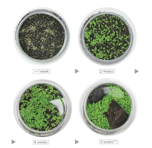 Water Terrarium Kit with Mini Glass Bowl, substrate and seeds | Create Your Own Indoor Garden| DIY Complete Set for Simple, Stunning Growth Unique Gift for nature lover (3.75" H - 4.5" W) - size: 3.75" H - 4.5" W