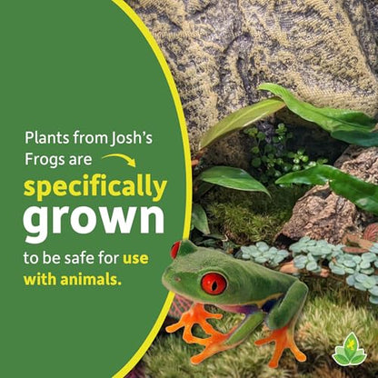 Josh's Frogs 29 Gallon Tropical Vivarium Plant Kit - size: 29 Gallon
