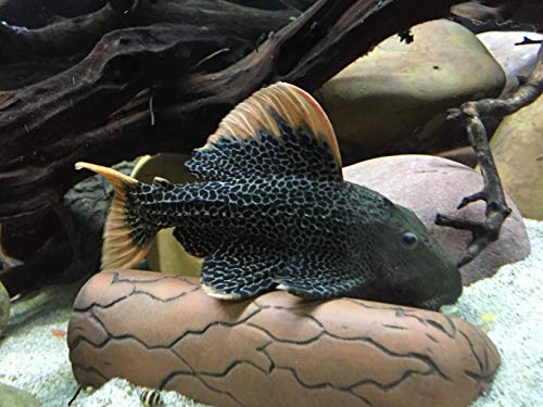 Large Pleco Cave Breeding Ceramic Decorations Fish Tank Aquarium (1 pcs Large)