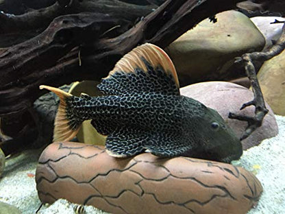 Large Pleco Cave Breeding Ceramic Decorations Fish Tank Aquarium (1 pcs Large)