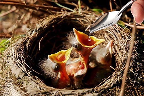 20ML Baby Bird Feeding Syringe Set with 6 Tubes and 2 Spoon | Feeding Tubes for Birds Parrot,Hand Baby Bird Feeder,Curved Gavage Tubes,Stainless Steel Metal Feeding Spoon - size: 20ML