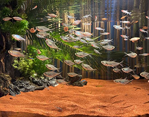 AWXZOM 11lb Natural South American Rainforest Sand, Aquarium red Sand, Lava Rock Soil, Red Lava Rock Sand, Succulent Sand Fish Tank Sand Aquarium Substrate Sand