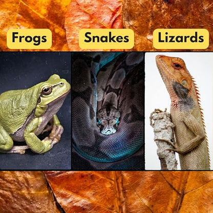 Leaf Litter for Snakes – 30 Pcs Indian Almond Catappa Leaves 8" for Reptile Tanks, Corn Snake & Ball Python, Natural Bioactive Vivarium Substrate, Terrarium Bedding & Habitat Decor