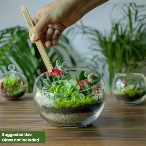 Cute Farms Terrarium Starter Kit | Moss, Vermiculite, Soil, Pebbles, Plant Food, & Finishing Tools (Large + 8 Live Plants) - size: Large Kit + 8 Live Plants
