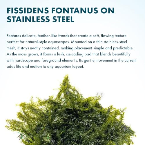 Live Aquarium Plants on Driftwood, Lava Rock, Moss, Fiber Mat - Freshwater Fish Tanks - Easy, Beginner Friendly (Fissidens Fontanus on Stainless Steel, (1 Pack)) - color: Fissidens Fontanus - Stainless Steel, size: 1 Pack
