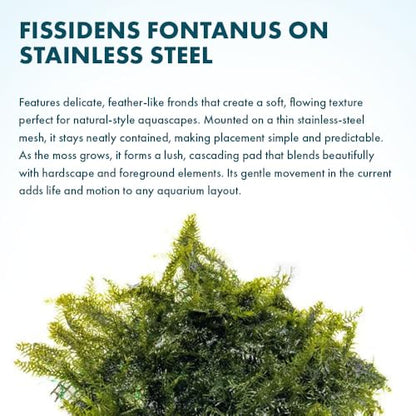 Live Aquarium Plants on Driftwood, Lava Rock, Moss, Fiber Mat - Freshwater Fish Tanks - Easy, Beginner Friendly (Fissidens Fontanus on Stainless Steel, (1 Pack)) - color: Fissidens Fontanus - Stainless Steel, size: 1 Pack