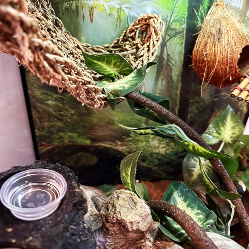 YOGURTCK 100pcs Crested Gecko Feeding Cups Reptile Feeder Bowls for Putting in Water and Food, Fit Lizard and Other Small Animals Pet Supplies 0.5oz