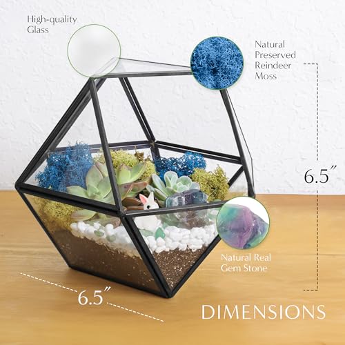 Creations by Nathalie DIY Geometric Glass Terrarium Kit with Live Plant | DIY geometric glass terrarium kit with live plant, moss, and tools for creating indoor terrarium displays with your plants. - color: Dodecahedron Black Frame