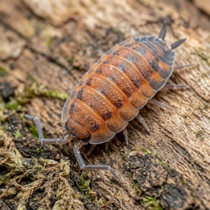 10 Porcellio scaber Lava | Live Isopods Bioactive Cleanup Crew | Live Arrival Nationwide!