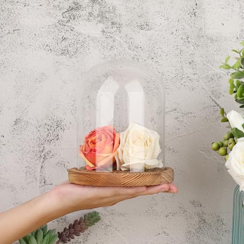 JUXYES 4.5x6 Inch Clear Glass Display Dome Cloche with Walnut Wood Base | Transparent Dome Cloche Bell Terrarium Jar, Glass Dust Proof Display Stand for Plants, Collectibles, Figurines, Keepsakes
