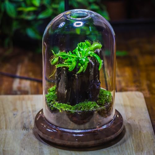 NCYP Glass Dome Cloche with Base and Air Hole - 5.9 x 5.9 x 8.2 Inches Indoor Tabletop Display Terrarium for Venus Flytrap - Home Modern Decoration, Clear (No Plants)