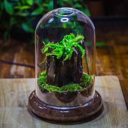 NCYP Glass Dome Cloche with Base and Air Hole - 5.9 x 5.9 x 8.2 Inches Indoor Tabletop Display Terrarium for Venus Flytrap - Home Modern Decoration, Clear (No Plants)