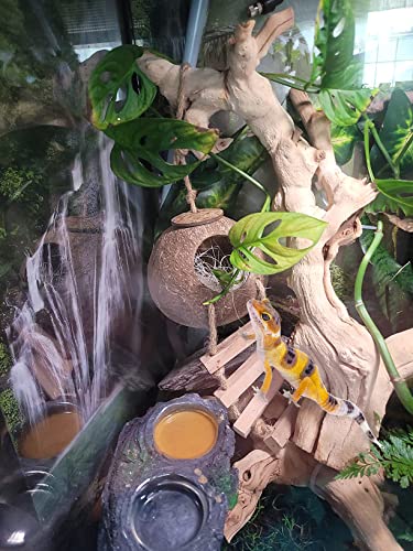 PINVNBY Crested Gecko Tank Accessories,Gecko Coconut Hut with Ladder,Reptile Natural Coconut Shell Hideout Lizard Coco Den Climber Plants Decor for Reptiles Habitat Hanging Cave,Sleeping & Breeding