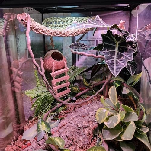 PINVNBY Crested Gecko Coco Hut with Ladder Natural Lizard Coconut Shell Hideout Home Mini Condo for Reptiles Durable Cave Habitat with Hanging Loop Coconut Texture Provide Food for Pets