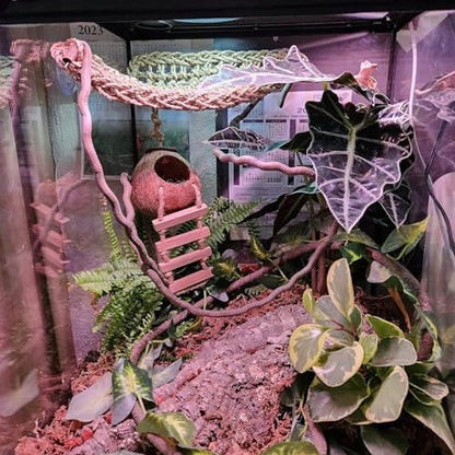 PINVNBY Crested Gecko Coco Hut with Ladder Natural Lizard Coconut Shell Hideout Home Mini Condo for Reptiles Durable Cave Habitat with Hanging Loop Coconut Texture Provide Food for Pets