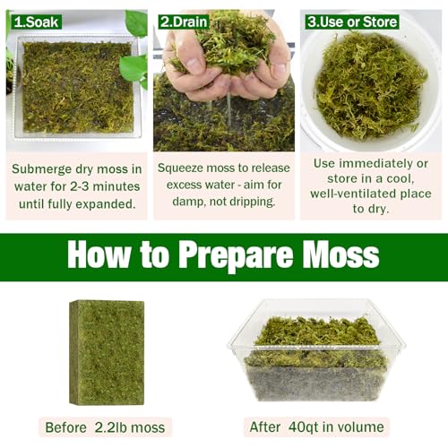 Natural Sphagnum Moss, 2.2 lbs Moss for Indoor Plant Repotting | For Orchids, Succulents, Potted Indoor Plants Natural Sphagnum Retains Moisture, Improves Soil Aeration, Reduces Root Rot - size: 2.2 LB