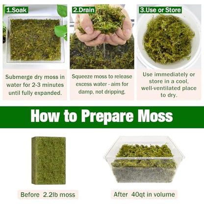 Natural Sphagnum Moss, 2.2 lbs Moss for Indoor Plant Repotting | For Orchids, Succulents, Potted Indoor Plants Natural Sphagnum Retains Moisture, Improves Soil Aeration, Reduces Root Rot - size: 2.2 LB