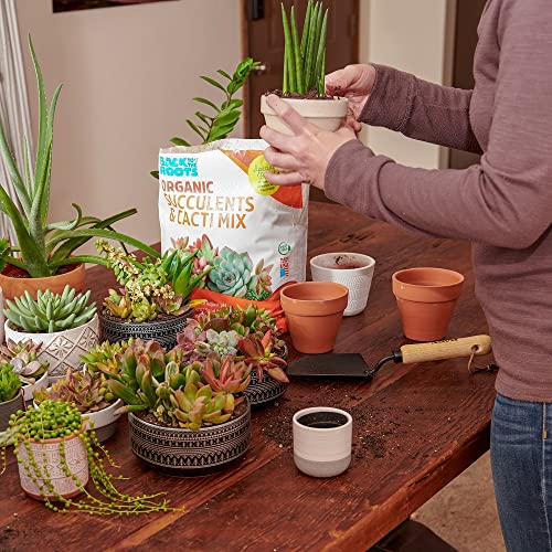 Back to the Roots 100% Organic Succulent & Cacti Mix (6 Quart) | Made in the USA | Premium Nutrition for Indoor and Outdoor Plants - size: 6 Quart, style: Suculent & Catcti Blend