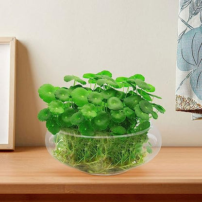 BESPORTBLE Clear Fish Bowl Vase Bubble Bowl Wide Mouth Flower Vase Round Shallow Planter Terrarium Aquatic Plant Pot Daffodil Pot Hydroponic Planter Fish Tank Bowl - size: 25.00X25.00X10.00CM