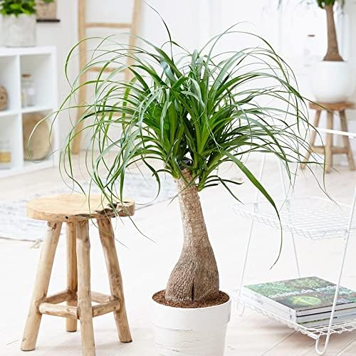 Organic Plant Medium - Cultivate Healthy and Lush Plants with This Blend - 10 QUARTS - size: 10 Quart Bag, style: ORGANIC Growing Medium