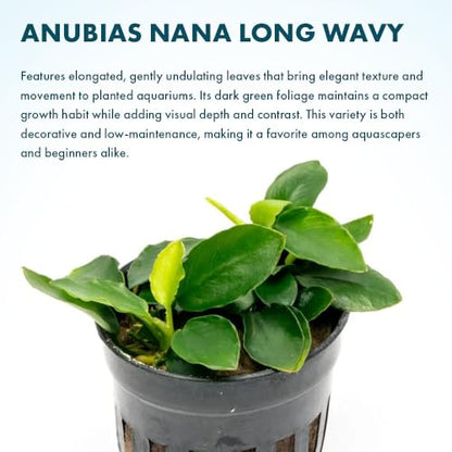 Anubias Live Aquarium Plants - Potted Freshwater Plant for Fish Tanks, Terrariums - Beginner Friendly Low Light (Nana Long Wavy, 3 Pots) - color: Nana Long Wavy, size: 3 Pots