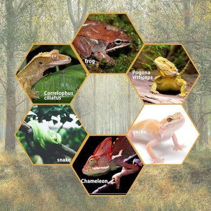 Cork Branch for Reptiles – 15.7" Natural Climbing Wood Sticks for Crested Geckos, Tree Frogs, Bearded Dragons, Snakes, Lizards & Chameleons – Perfect Terrarium Habitat Decor