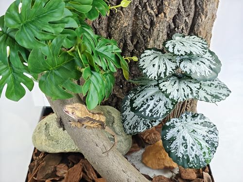 Woyrise Reptile Artificial Plants for Terrarium Decor, Amphibian Habitat Decorations Bearded Dragon Tank Accessories fit Crested Gecko Leopard Lizard Chameleon Snake Frog - Fake Spots Heuchera - color: H-spots Heuchera